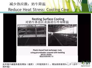 奶牛热应激管理的新视角 BFI反刍动物技术经理Hassan Taweel博士的生物技术开发策略
